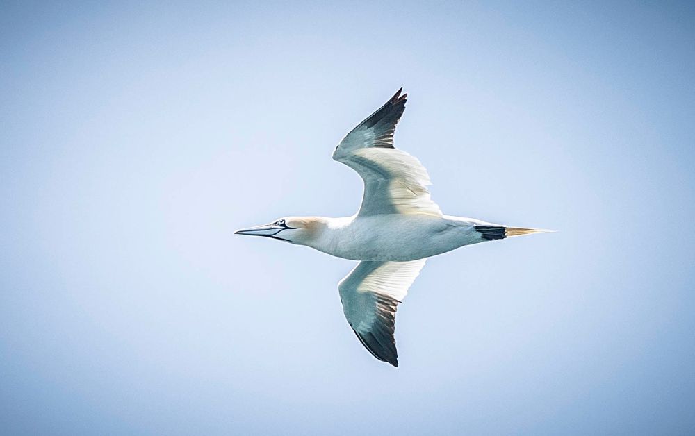 Gannet from Colony on Irelands Eye